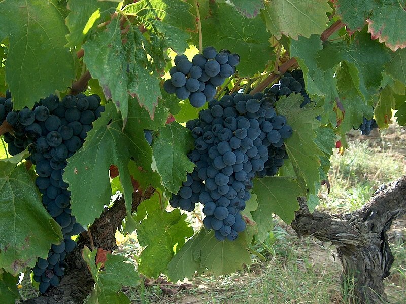 Carignan