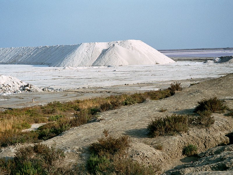 Camargue